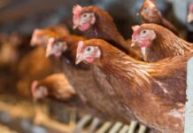 Nuovo focolaio di influenza aviaria: scattano abbattimenti per contenere il virus