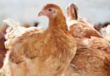 Prove di somministrazione del vaccino spento SE in pollastre