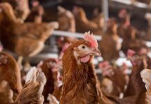 Selezione equilibrata per ottimizzare il potenziale genetico delle ovaiole