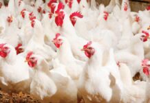 Nutritional health, la nuova direzione intrapresa da Elanco nel campo dell’alimentazione animale