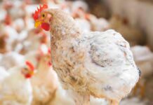 Uso del laser negli allevamenti avicoli