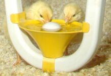 Prevenire la contaminazione dell’acqua con sistemi di abbeveraggio automatizzati