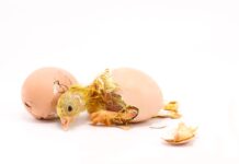 Alimentazione precoce, fattore chiave per sostenere il pulcino in modo ottimale