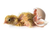 Alimentazione precoce, fattore chiave per sostenere il pulcino in modo ottimale
