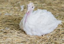 Effetti della somministrazione di larve di insetti sul beccaggio delle piume nei tacchini non debeccati