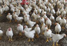 Prezzi medi settimanali dei prodotti avicoli: aggiornamento ISMEA – settimana 3 di dicembre 2025