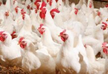 L’International Poultry Forum online il 3 dicembre alle 14.30 per parlare di avicoltura