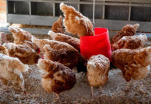 Mangime per ovaiole: qual è la struttura migliore?