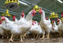 Polidipsia e iponatriemia, il ruolo delle acquaporine