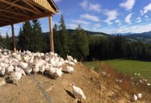 Stress, il rischio principale per gli avicoli