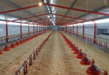Un’ottima e sana somministrazione dell’acqua di bevanda negli allevamenti avicoli