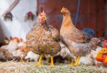 Intervenire nella prima settimana di vita del pulcino per ottenere un microbiota stabile all’animale