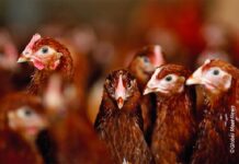 Brachyspira pilosicoli e controllo dei vettori nelle patologie a trasmissione oro-fecale