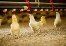 Nuove metodologie di alimentazione per i broiler del futuro