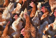 Gestione dello stress termico nelle ovaiole