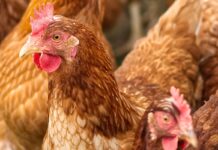 Aumenta il consumo di uova in Italia