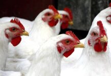 Agrozootecnia e benessere animale, punti critici per ridurre l’impatto ambientale