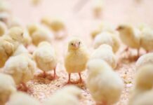 Nuovi aspetti nella vaccinazione per la Laringotracheite Infettiva