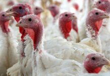 Evoluzione della malattia di Newcastle a bassa virulenza