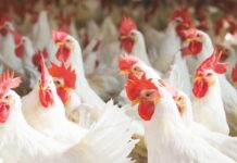 Quale ruolo per il settore avicolo nella strategia Farm to Fork?