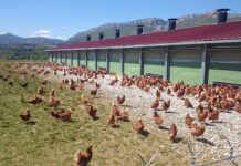 Ventilazione naturale durante l’inverno negli allevamenti avicoli biologici