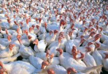 Livelli graduali di densità per il tacchino maschio allevato fino a 16 settimane