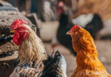 Il controllo dell’infiammazione per migliorare le performance