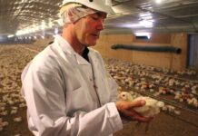 Il ruolo dell’avicoltore in una produzione sempre più tecnologica