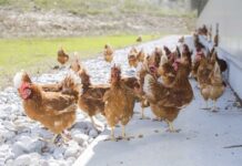 Quale ruolo può giocare l’incubatoio nel bloccare l’uso profilattico di antibiotici e nel ridurre la necessità dell’uso terapeutico