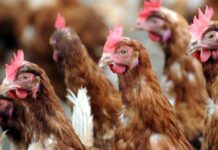 Modificazioni della dieta nelle galline ovaiole per ridurre i livelli di ammoniaca