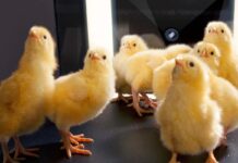 Ruolo dell’incubatoio nella produzione antibiotic free