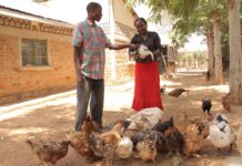 Il continente dimenticato. Dinamiche dell’industria delle uova in Africa – Parte 2