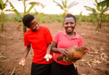 Il continente dimenticato. Dinamiche dell’industria africana delle uova – Parte prima