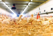 Paglia pellettata in lettiera: una scelta efficace per ridurre i problemi di zoppia nei broiler