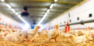 Paglia pellettata in lettiera: una scelta efficace per ridurre i problemi di zoppia nei broiler