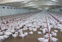 La zoppia del pollo: il punto di vista dell’industria