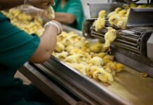 Assoavi si impegna per il sessaggio degli embrioni in-ovo