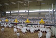 Migliorare il benessere dei tacchini limitando le procedure di debeccaggio