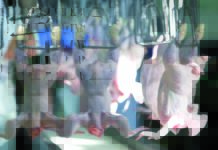 Sindrome del petto legnoso e altre miopatie del pollo moderno