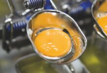 Qualità interna delle uova: tendenze e opportunità per rispondere alle mutevoli richieste di mercato