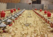 Gestione dei tacchini nella prima settimana di vita