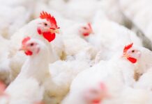 In aumento l’uso dei probiotici