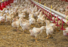 Mercato avicolo globale: crescita stabile nel 2025 grazie al calo dei costi dei mangimi e alla forte domanda