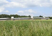 Igiene e profilassi negli allevamenti avicoli