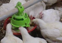 Attrezzature AZA International per il trasporto e la distribuzione automatica di mangimi per animali