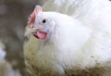 Benefici della vaccinazione con un vaccino vivo, bivalente e omologo contro la Salmonella, prodotto con un esclusivo procedimento di co-fermentazione