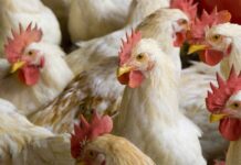 Concentrazione regionale nella produzione mondiale di carne avicola