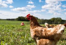 Il mercato italiano delle uova tra il 2019 e i primi mesi del 2020