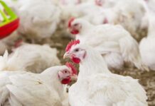 Broilact®, una valida soluzione per la biosicurezza degli allevamenti di tutti i tipi di volatili