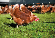 Il benessere animale negli avicoli: problemi nel controllo ufficiale